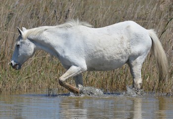 Cheval Cheval